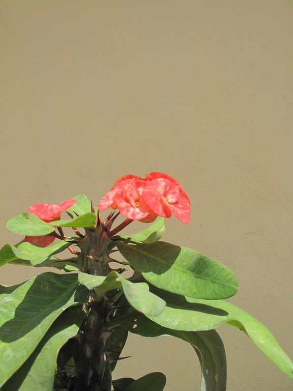 Om Shiva Guest House Hampi Ngoại thất bức ảnh